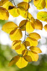 Autumn leaves close up in denmark Scandinavia