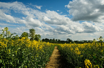 Rapeseed field on a summer day