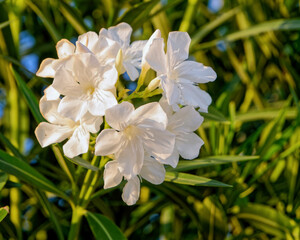 white oleander flowers close up in the garden