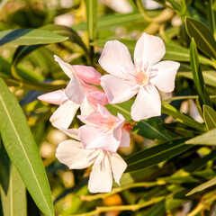 pale white pink oleander flowers close up in the garden