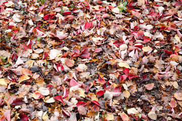 Autumn leaves close up in denmark Scandinavia