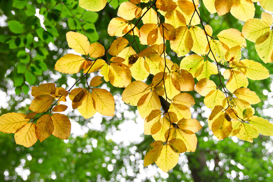Leaves details Bistrup hegn