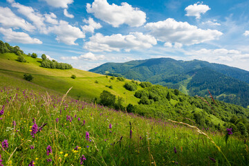 summer landscape in mountains. amazing scenery with wild herbs in fields on rolling hills of carpathians in dappled light. clouds on the blue sky above the distant ridge