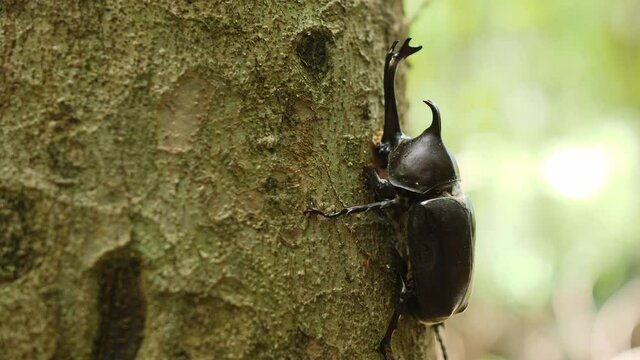 black rhinoceros beetle