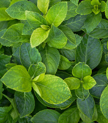 The green leaf and tree in the garden