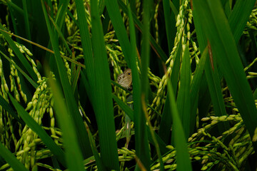Beautiful agriculture landscape with fresh green and yellow rice field background. Tropical concepts
