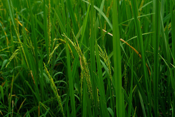 Beautiful agriculture landscape with fresh green and yellow rice field background. Tropical concepts