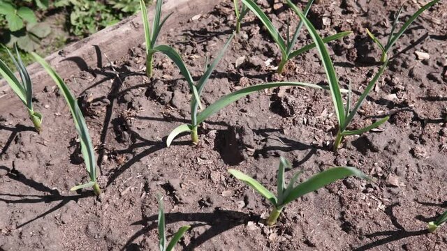 garlic plantation is cultivated in the garden.