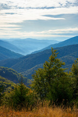 spruce forest on the hillside meadow. colorful grass in autumn. hills rolling in to the distance. cloudy day