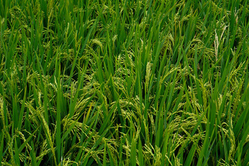 Fototapeta premium Beautiful agriculture landscape with fresh green and yellow rice field background. Tropical concepts