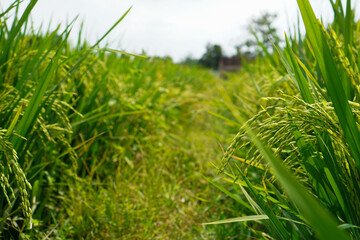 Beautiful agriculture landscape with fresh green and yellow rice field background. Tropical concepts