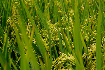 Beautiful agriculture landscape with fresh green and yellow rice field background. Tropical concepts