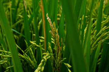 Beautiful agriculture landscape with fresh green and yellow rice field background. Tropical concepts