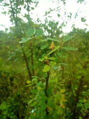 Fototapeta premium green leaves in the forest