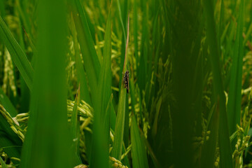 Beautiful agriculture landscape with fresh green and yellow rice field background. Tropical concepts