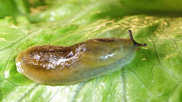 Slug pest snail parasitizes on the leaves of cabbage lettuce moves the garden, eating ripe plants. Invasive slugs
