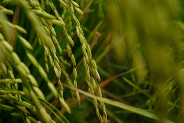 Beautiful agriculture landscape with fresh green and yellow rice field background. Close up paddy grains. Tropical concepts