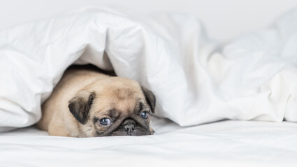 Sick Pug puppy lies under warm blanket on the bed at home. Empty space for text