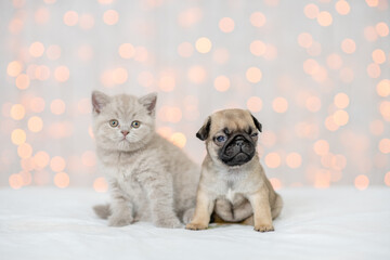 Fototapeta na wymiar Kitten and Pug puppy sit together on festive background
