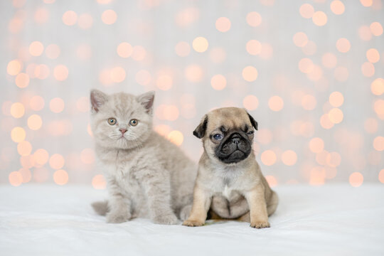 Kitten and Pug puppy sit together on festive background
