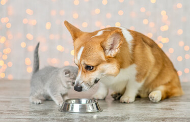 Pembroke welsh corgi dog and kitten eat together from one bowl at home on festive background