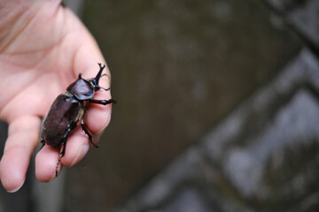 カブトムシを乗せた人の手