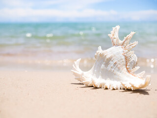 Obraz na płótnie Canvas Sea shell on sand beach with blur image of blue sea and blue sky background. ocean pattaya thailand. for travel summer holidays.