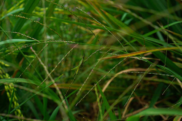 wild grasses on paddy plant field