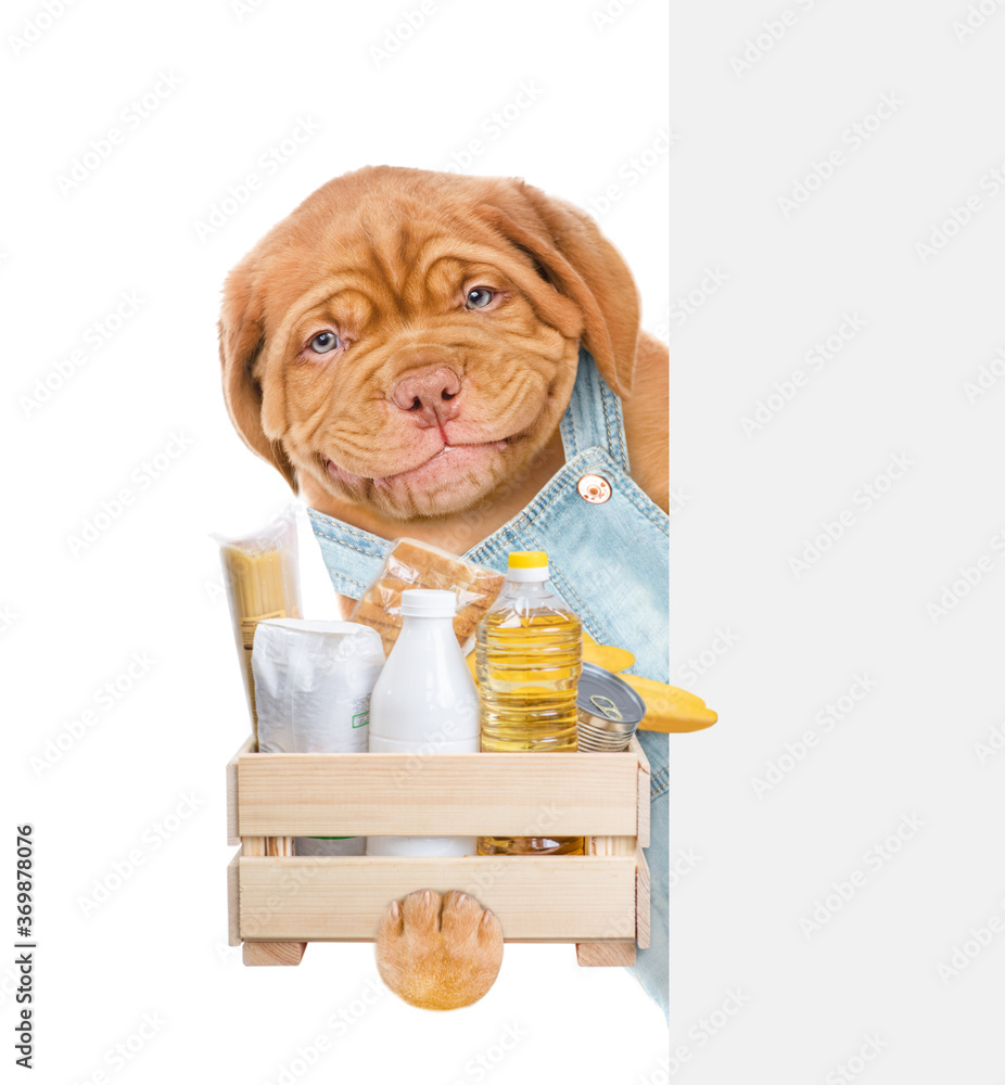 Poster delivery dog wearing overalls holds box with grocery and looks from behinde empty white banner. food