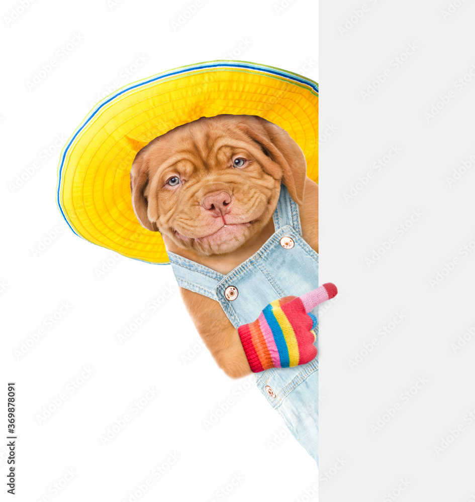 Poster Smiling puppy worker wearing summer hat ang overalls points on empty white banner. isolated on white background