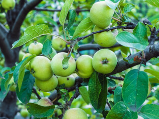 small green fruits on a branch of apple tree close up