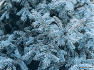 branches of blue spruce with large needles close-up