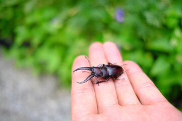 手の上に乗ったノコギリクワガタ