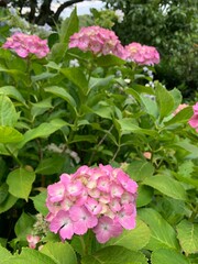 Fototapeta premium pink hydrangea flowers