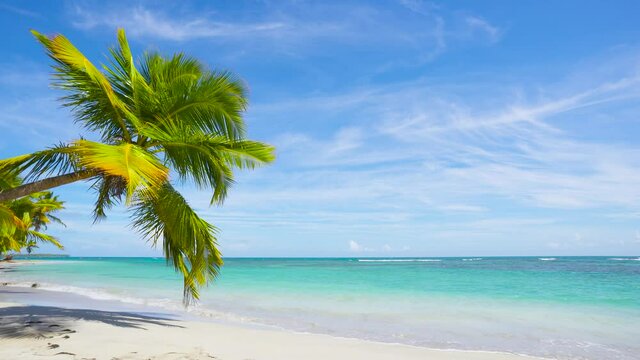 Dominican Republic beaches stock footage 4k. Palm tree on clear beach wit clean blue sea. Nobody, copy space.