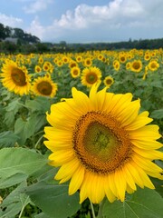Obraz premium field of sunflowers
