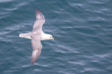 Seagull flying over the surface of the ocean