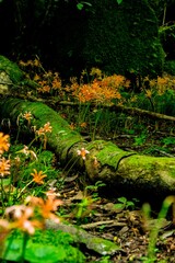 猪の瀬戸のキツネノカミソリ