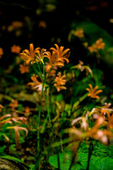 猪の瀬戸のキツネノカミソリ