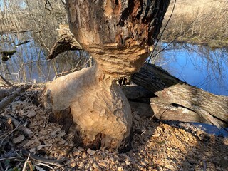 the tree is eaten by beavers, beavers damaged the tree to block the brook