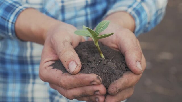 Farmer hand holding a fresh young plant sunflower. man hands holding soil dirt a green young plant. eco farming Symbol of spring and ecology new life and environmental conservation concept. male