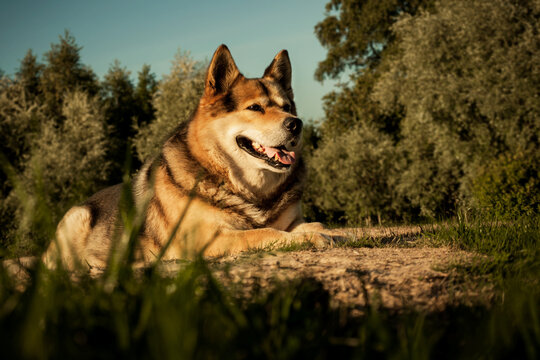 Portrait of a dog lying in the sand and grass under blue sky in hot summer