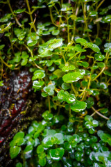 green moss and watercress on rocks