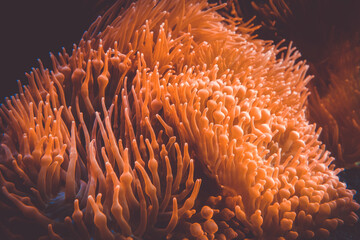 Naklejka na ściany i meble Orange sea anemone in ocean