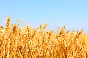 The mature wheat