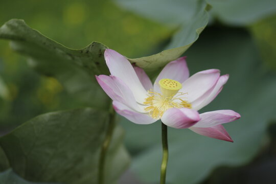 Natural photos: Lotus flowers 