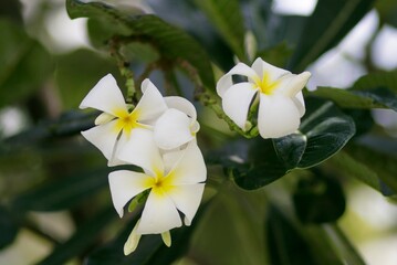 Fototapeta premium Natural photos: Popularly grown porcelain flowers 