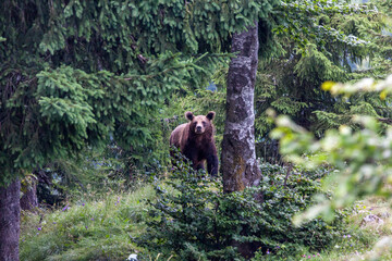 Junger Braunbär (Ursus arctos) im Nationalpark Bucegi, Karpaten, Sinaja, Rumänien
