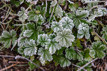 Autumn winter color leaf frost cold nature macro water science