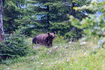 Junger Braunbär (Ursus arctos) im Nationalpark Bucegi, Karpaten, Sinaja, Rumänien
